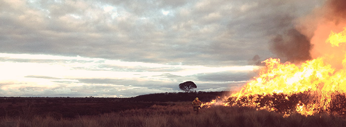 Planned burning at Long Point Reserve